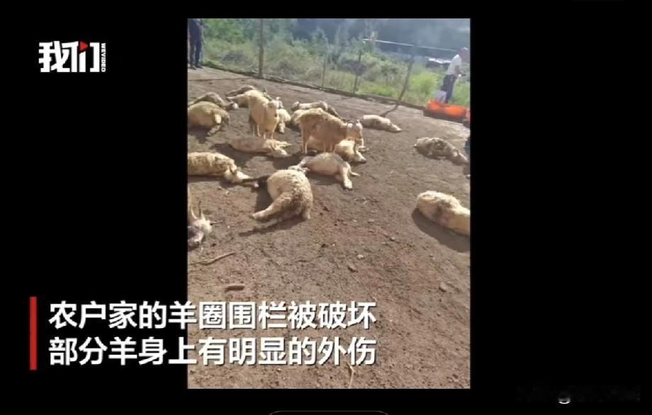 【陕西农户家30余只羊一夜殒命，疑似遭狼袭击】
近日，陕西榆林绥德县发生一起令人