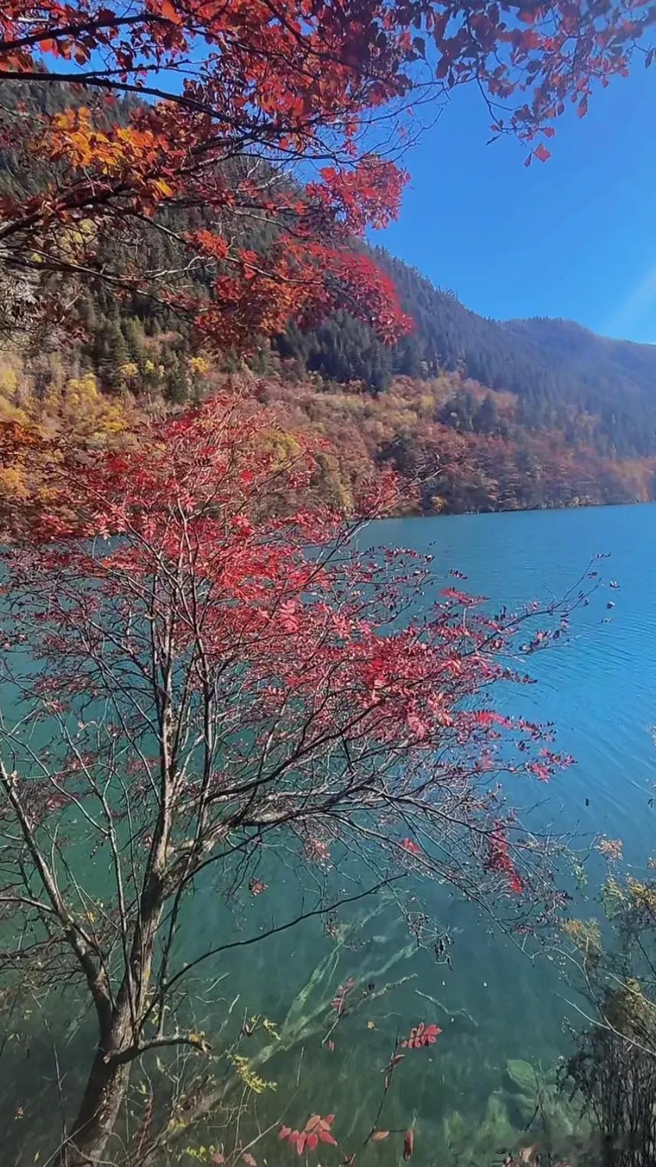 枫叶红了，秋水静流。#枫叶🍁好应景# #红枫秋韵# #红叶映金秋# #枫叶如梦