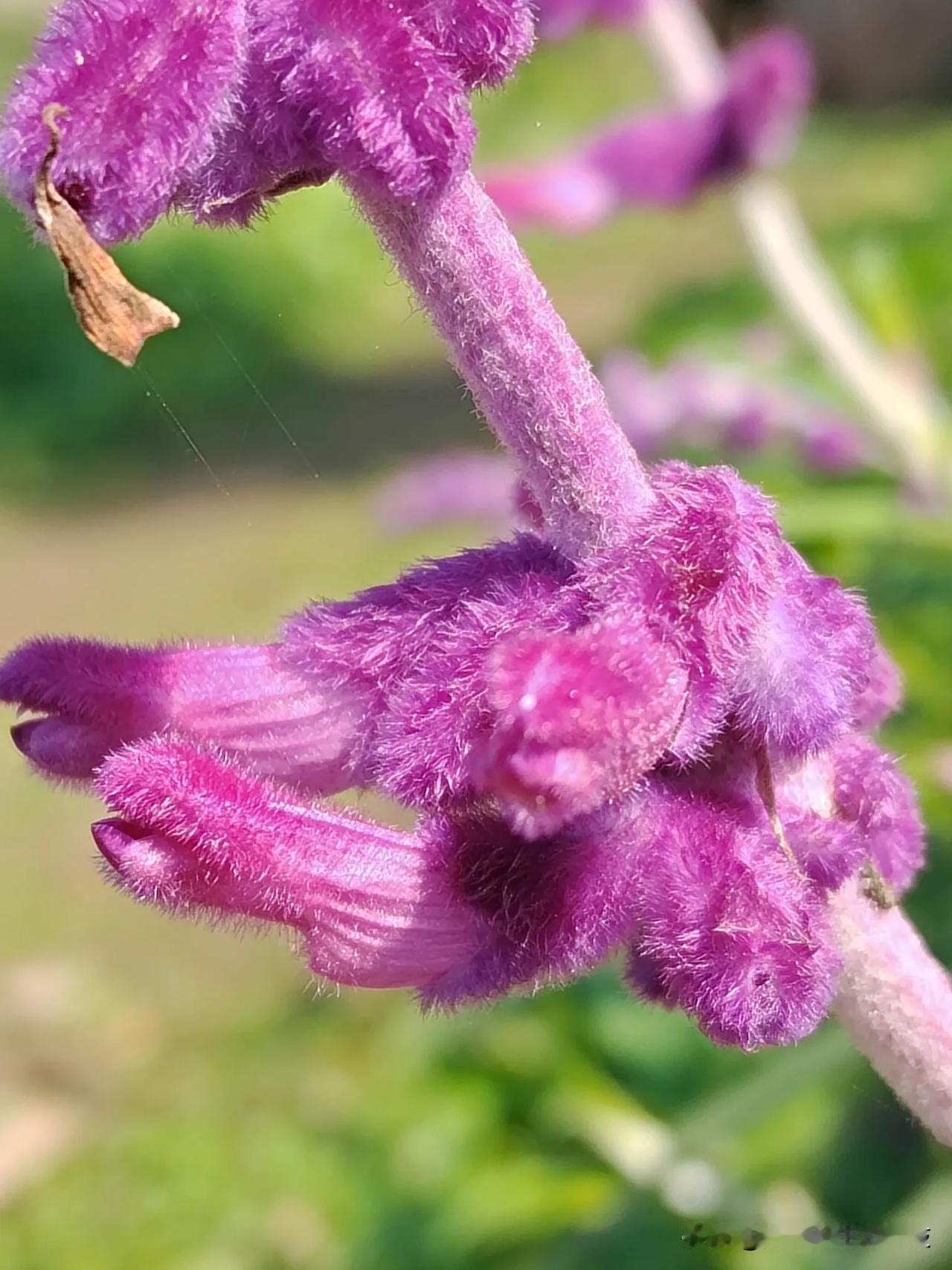 墨西哥鼠尾草（Salvia leucantha），是唇形科鼠尾草属一年生或多年生