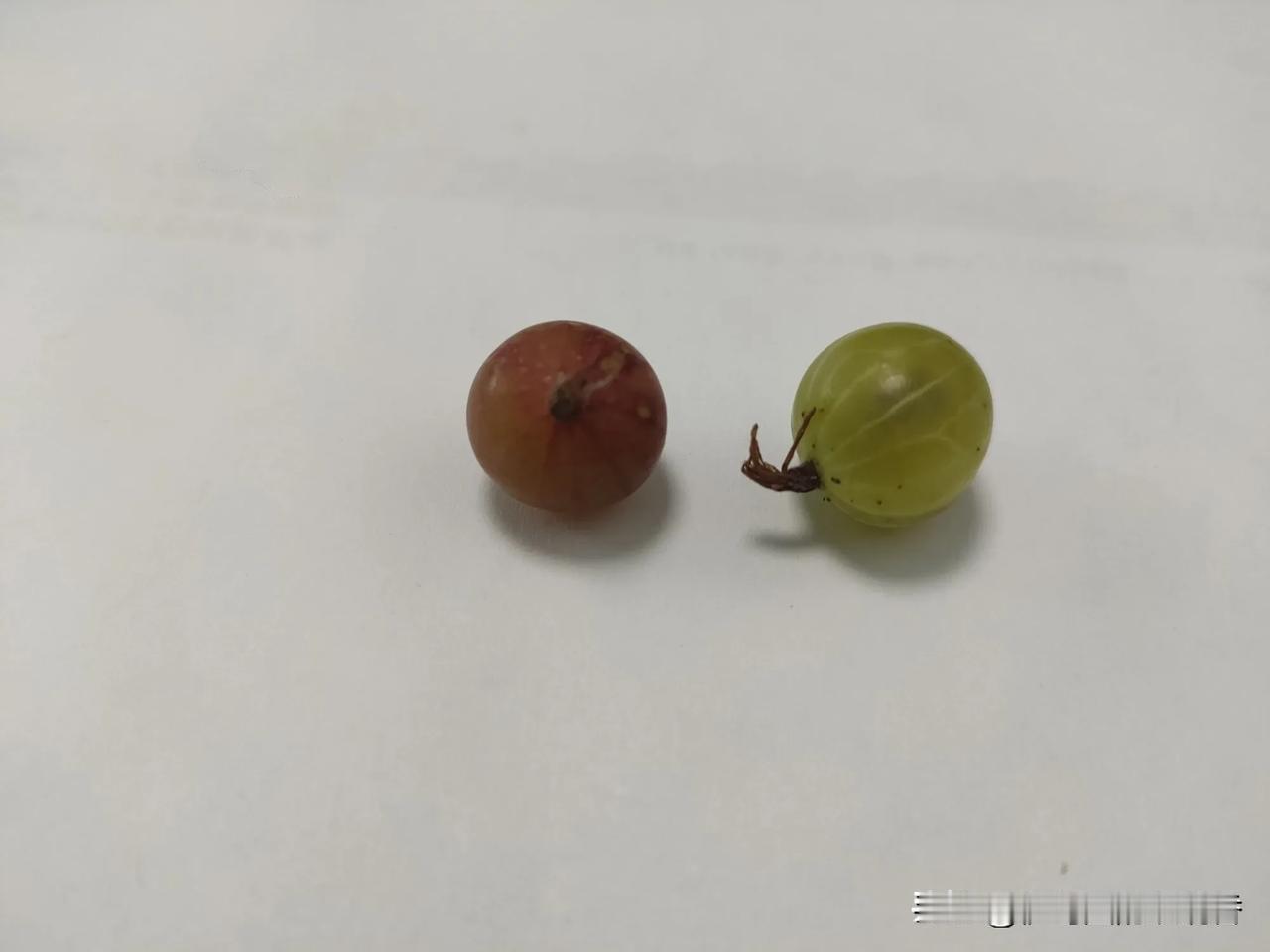 大家有知道这个是什么果吗？有认识的，说明都是那个年代的人，儿时的回忆呀