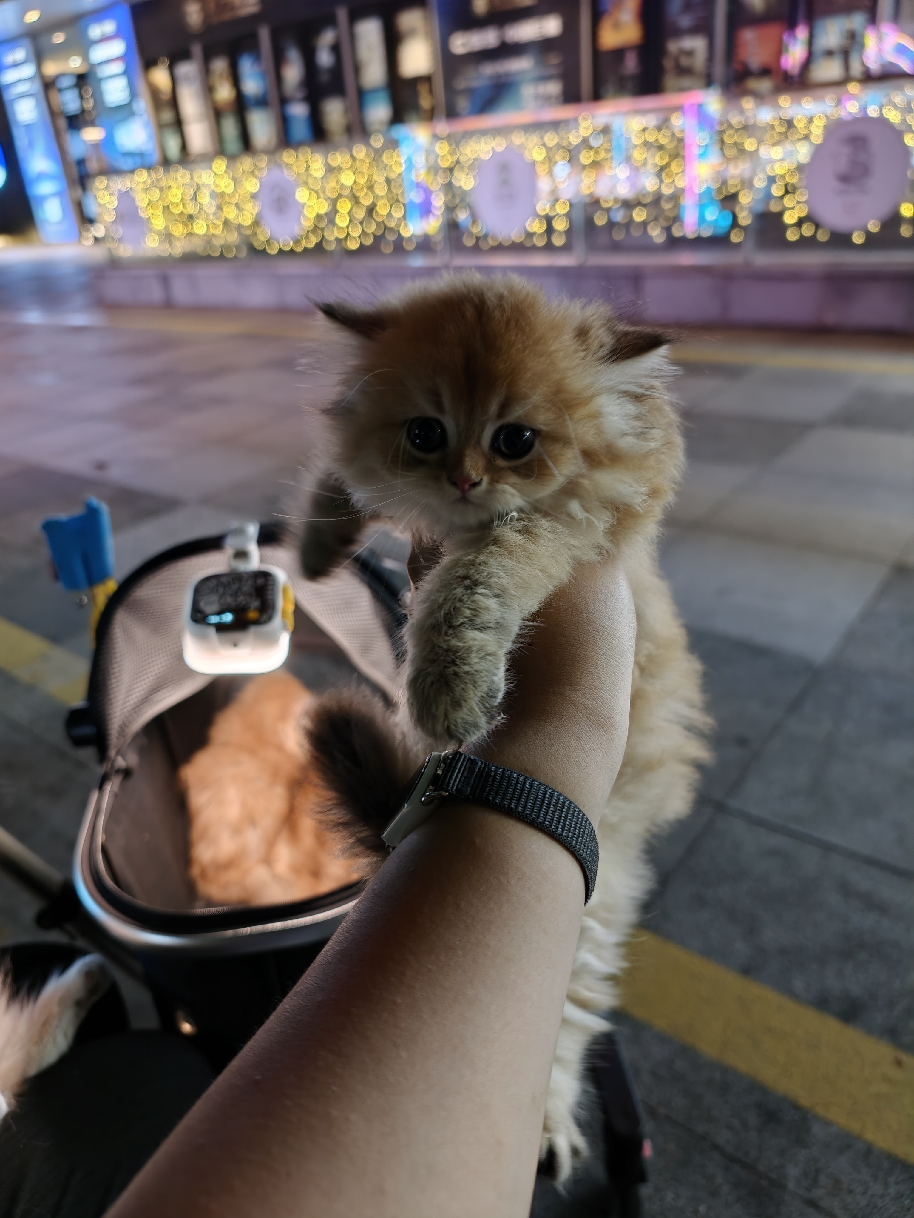 生活不易，摆摊卖咪咪 