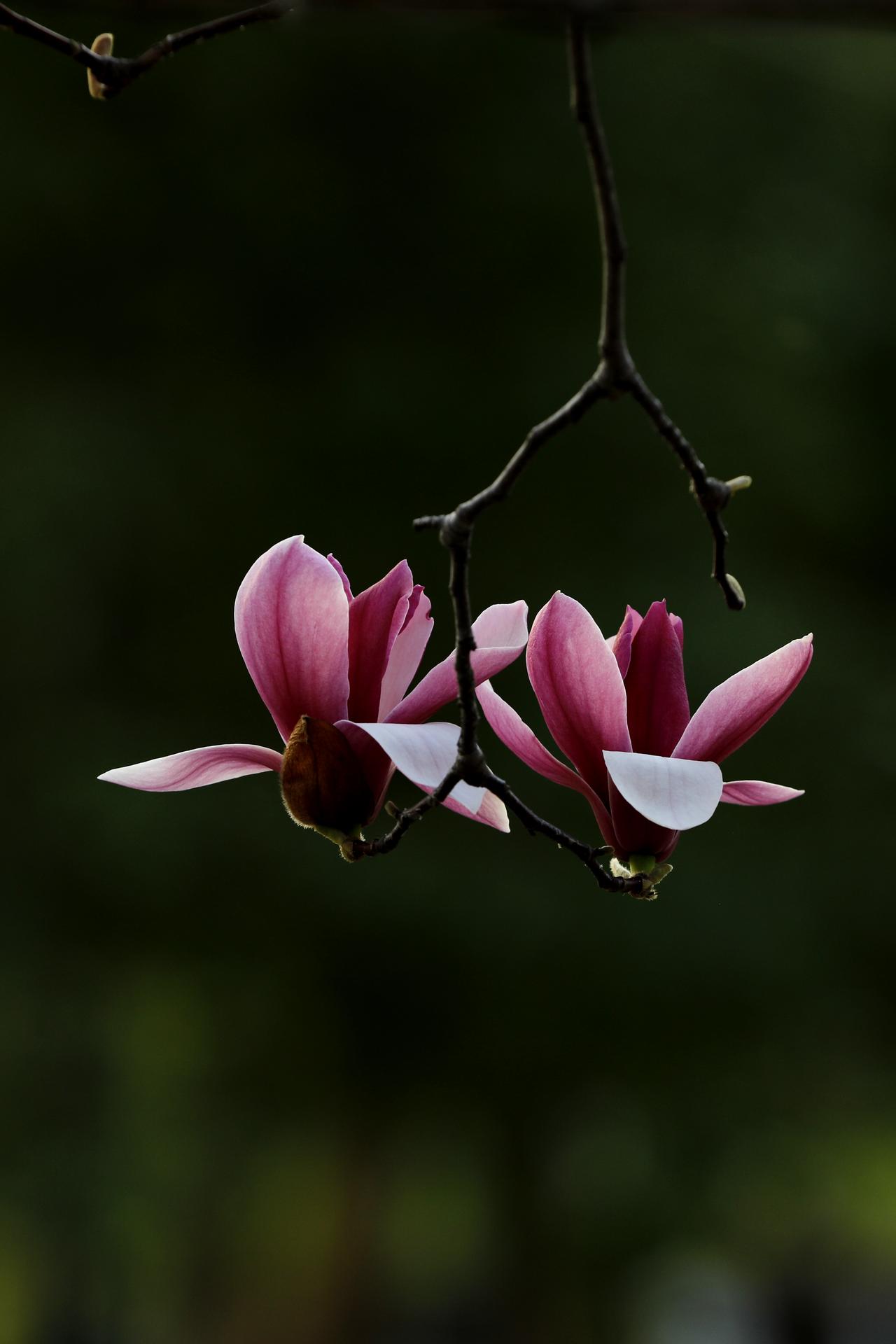 玉兰花开
冰清玉洁立枝头，
暗香浮动，
温柔了整个春天。
（原创 ）