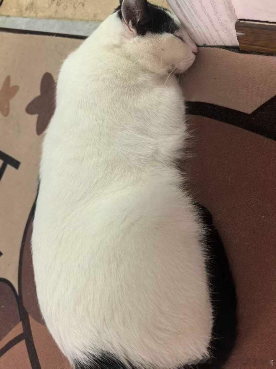 49719【丑猫】不可名状之物：麻薯、烤鸭、鸡腿 
