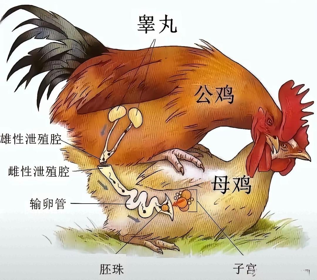 终于知道鸡是怎么下蛋的了
小时候不明白，为什么叫踩蛋，公鸡在母鸡背上踩一下就会下