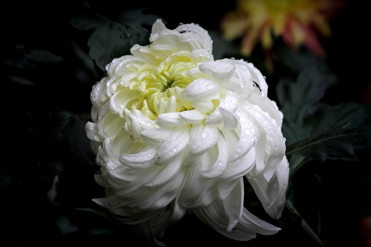 #冬日随手拍#


【再到公园拍菊花】20241111

    上午小雨，下午