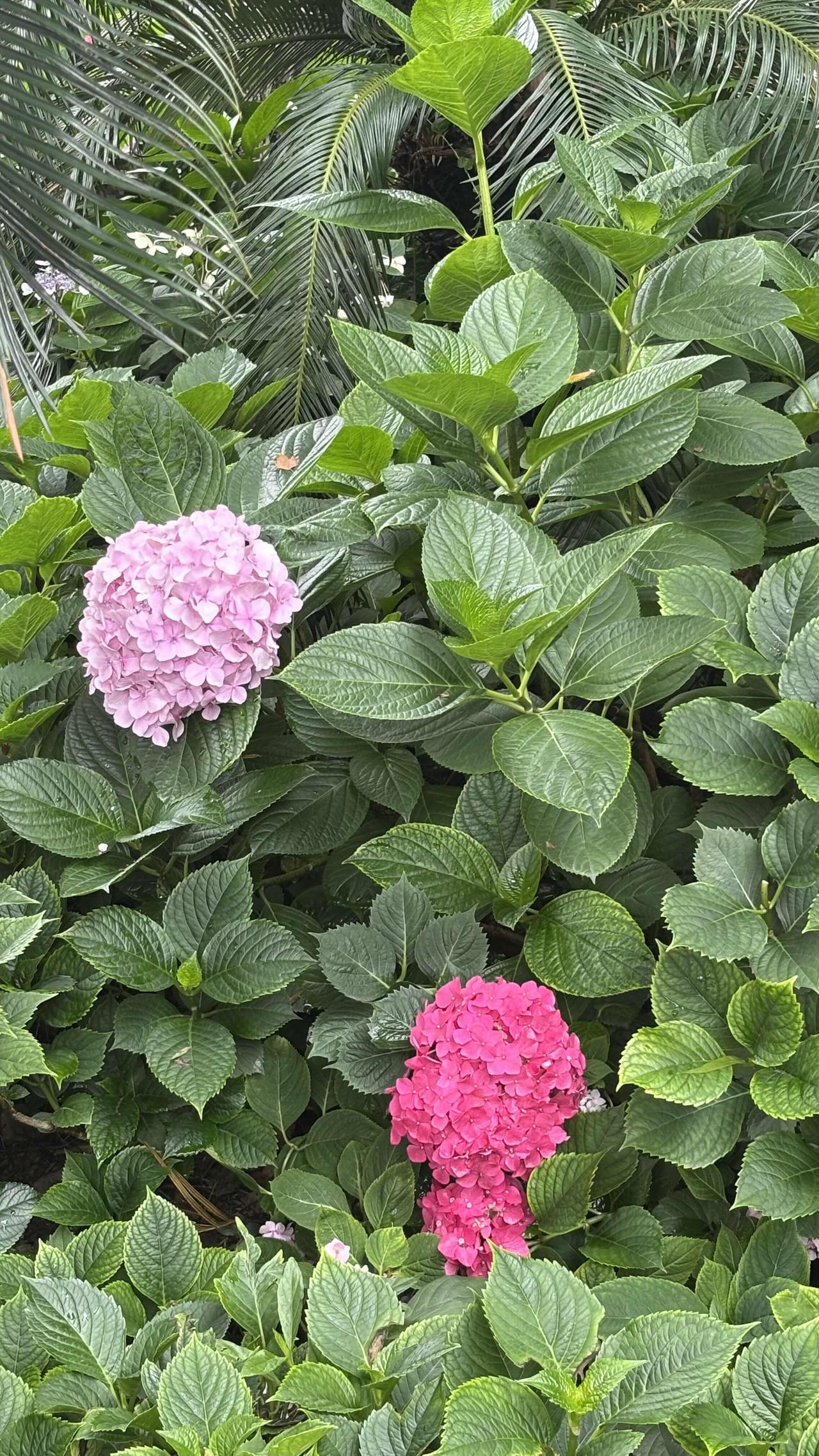 让我看看你拍的绣球花