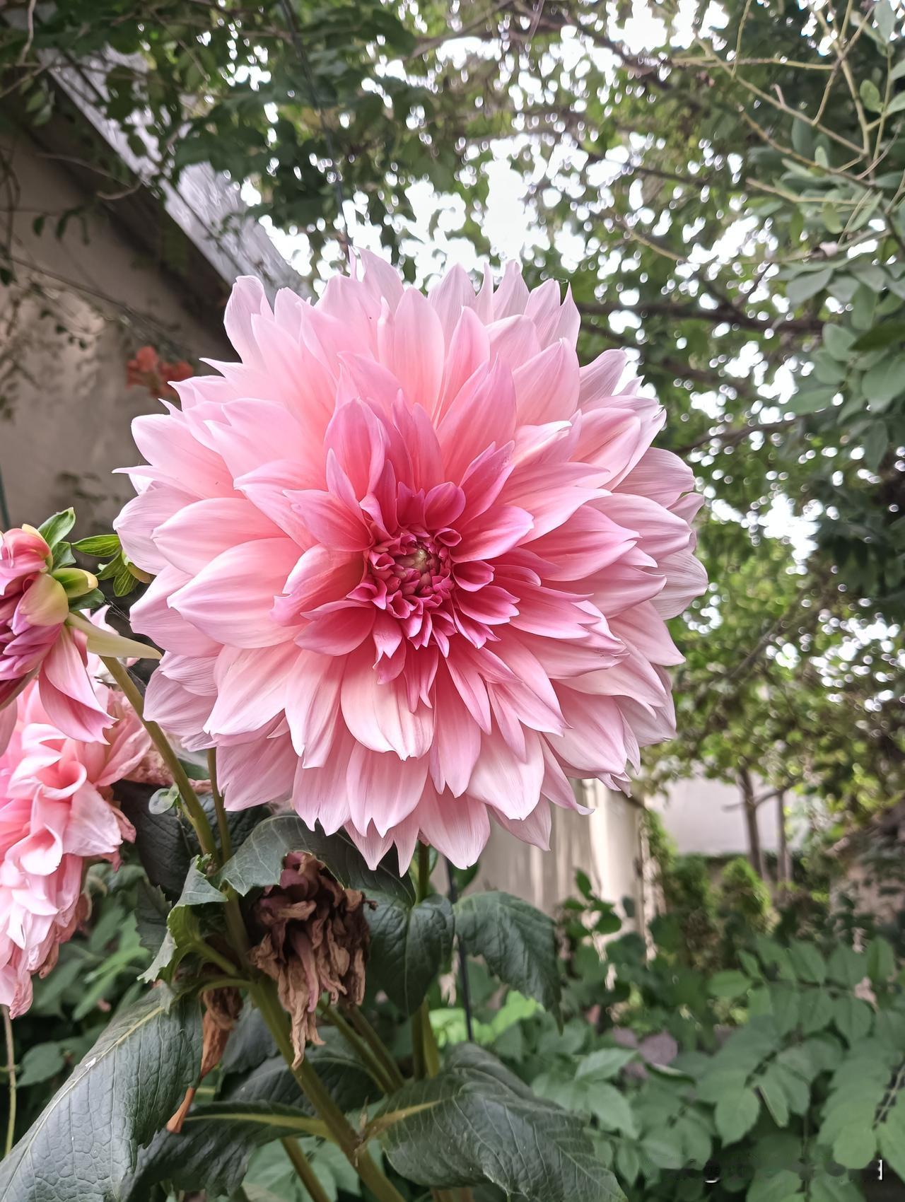 作者加速成长计划感恩头条这个平台，感谢友友们的支持和帮助，一起成长，一起努力学习