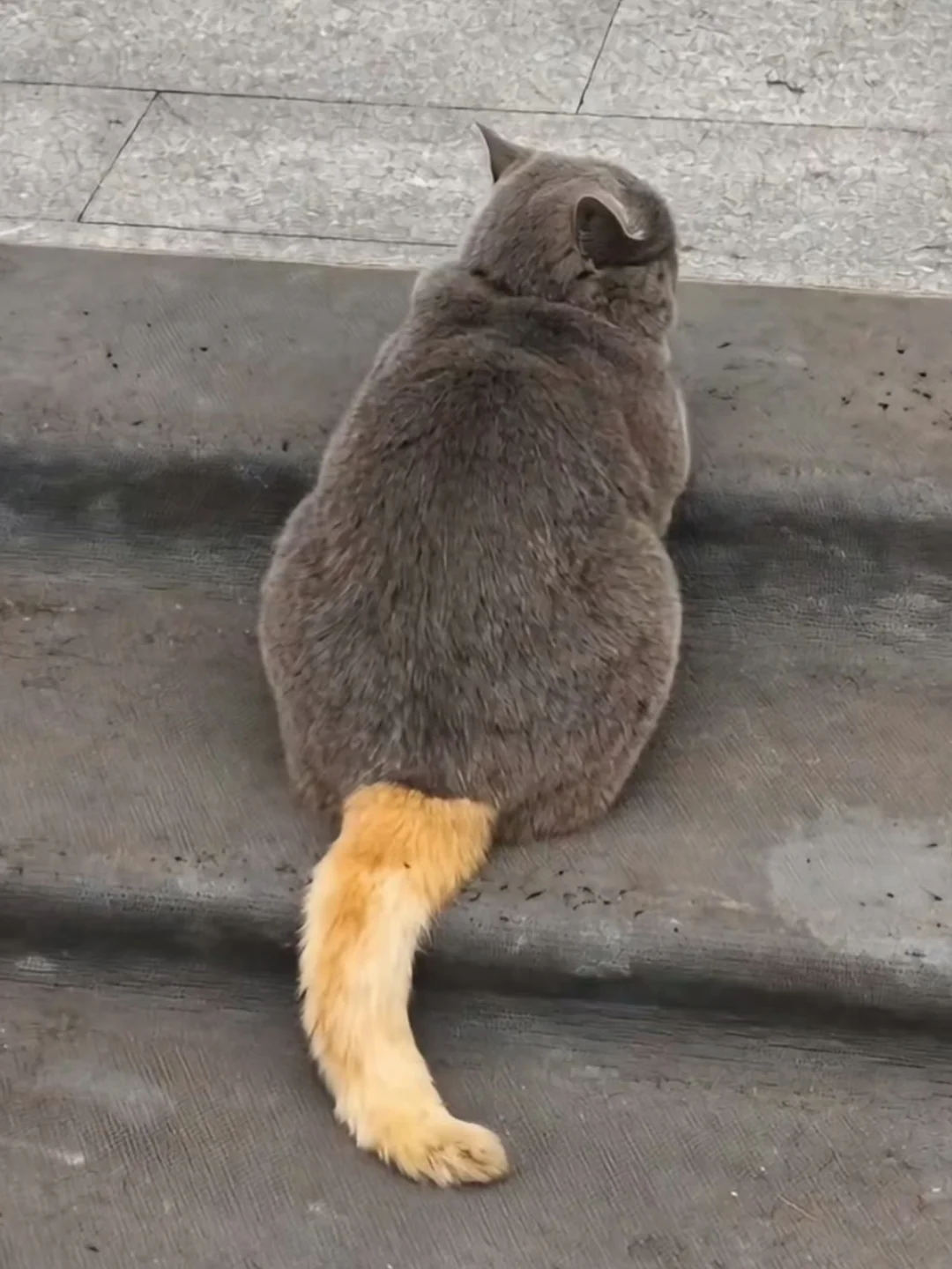 猫届评选色彩大师，你投票给哪个？