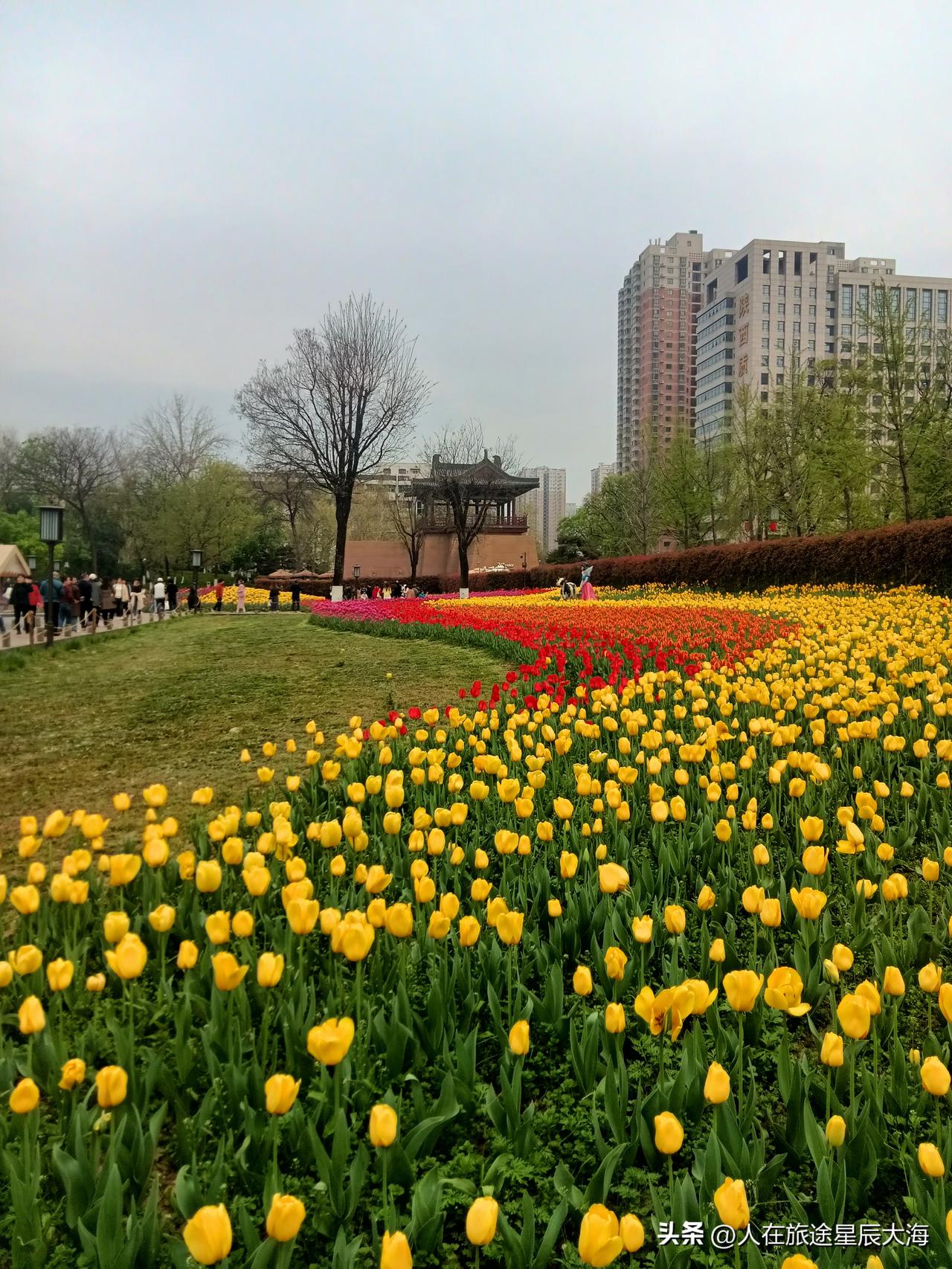 兴庆宫公园郁金香花展现在已经开始了，清明节小长假日益临近来公园休闲赏花的人跟无边