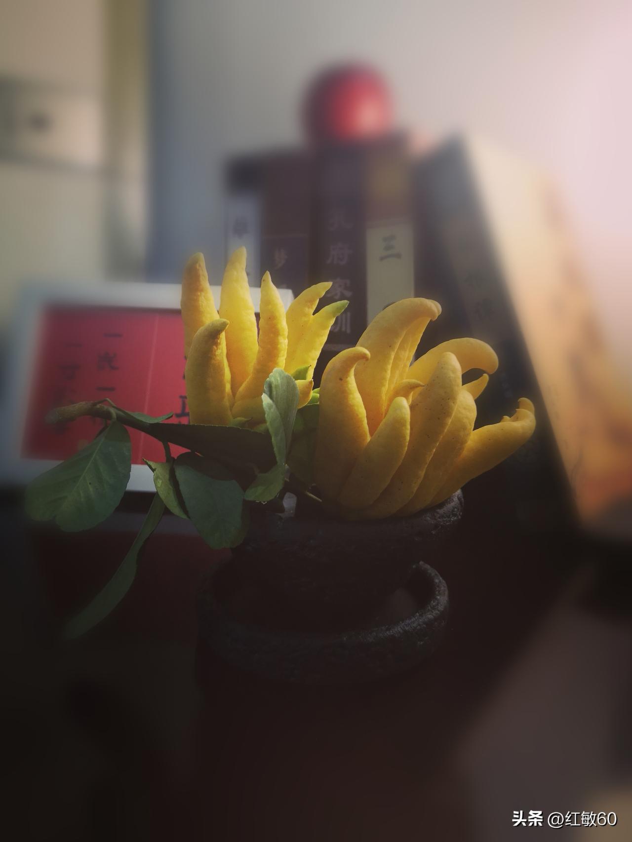 人到中年，
还真的是没见过什么世面，
第一次在网上购买佛手柑，打开包装盒，突然间