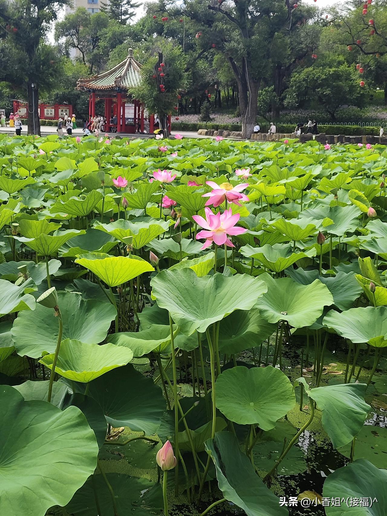 分享一张你相册的风景照昨天去公园拍的荷花🪷，是不是很漂亮啊！