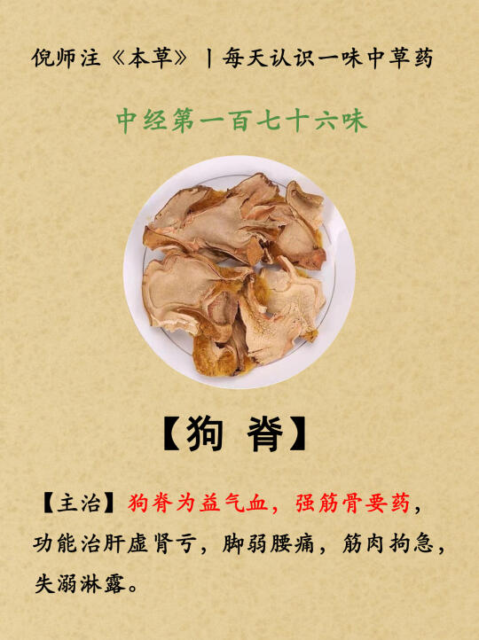 益气血，强筋骨丨中经第176-狗脊