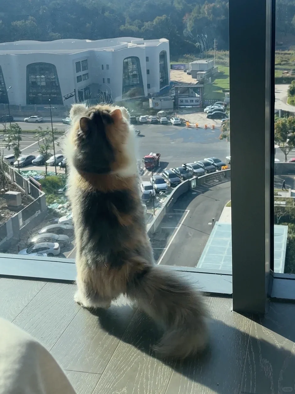 你好 小猫家政有需要的吗