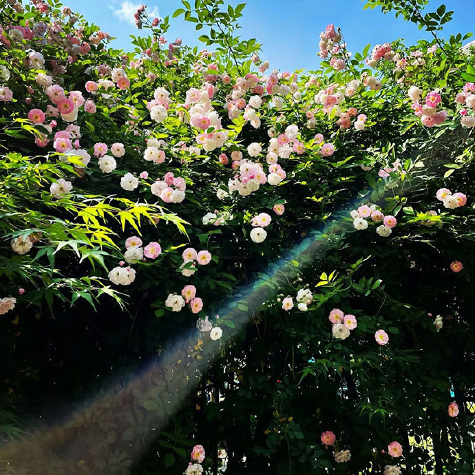 一路生花 