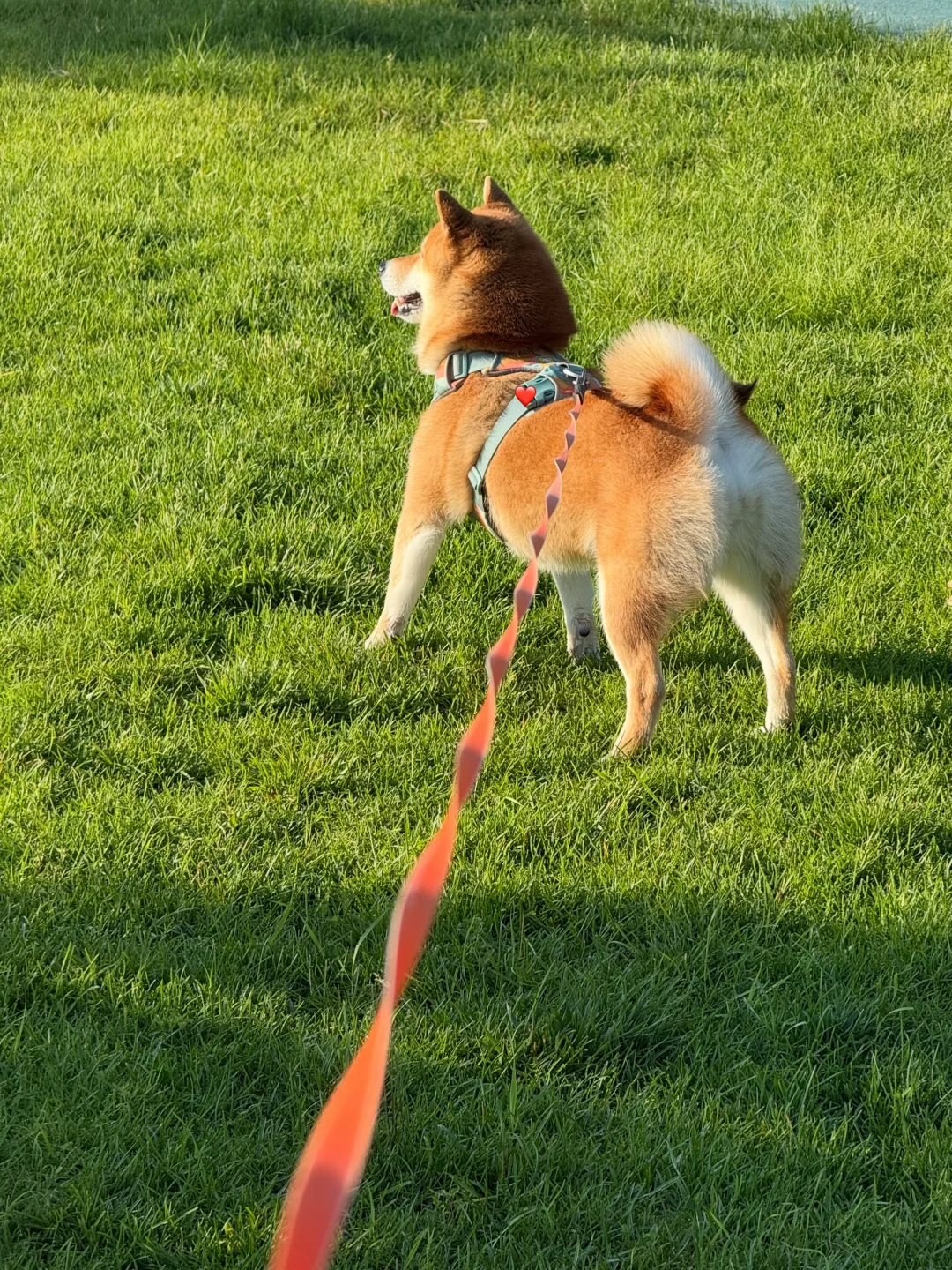 柴犬是不是有抓鸟使命啊
