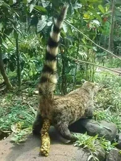 世界上第一贵的咖啡！猫屎咖啡！咖啡爱好者，你看了这个会喝吗？
我本人也是咖啡爱好