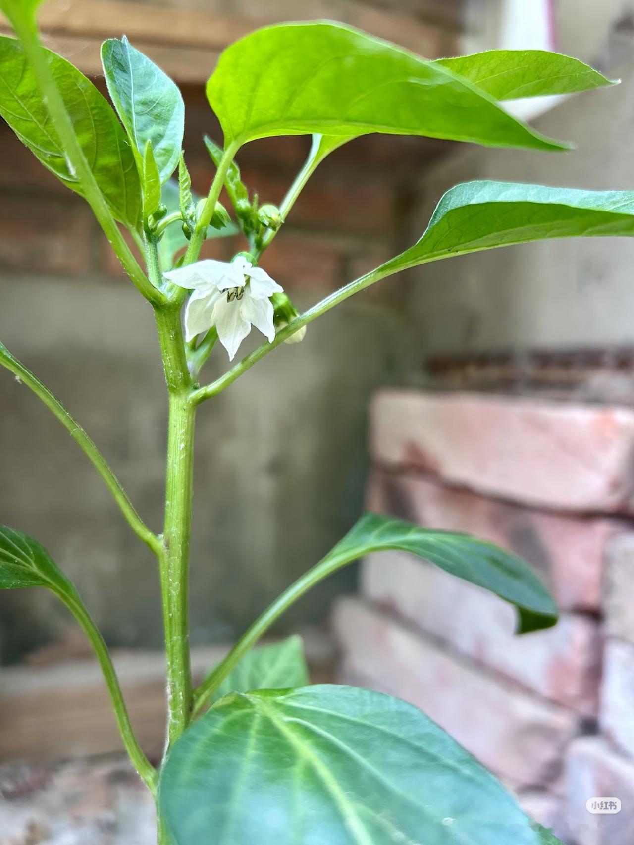 猜一猜！
朋友们：
请大家都来说说吧！

猜猜这是什么植物？