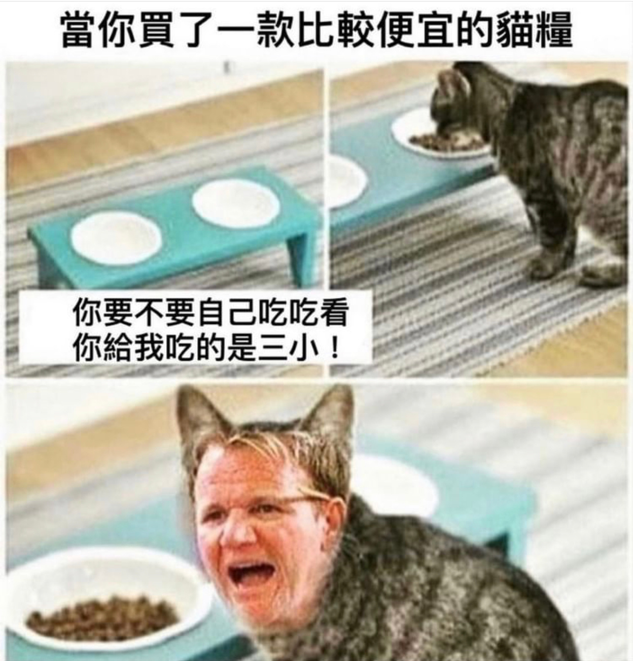猫猫很挑#今日memes##趣过夏天# ​​​