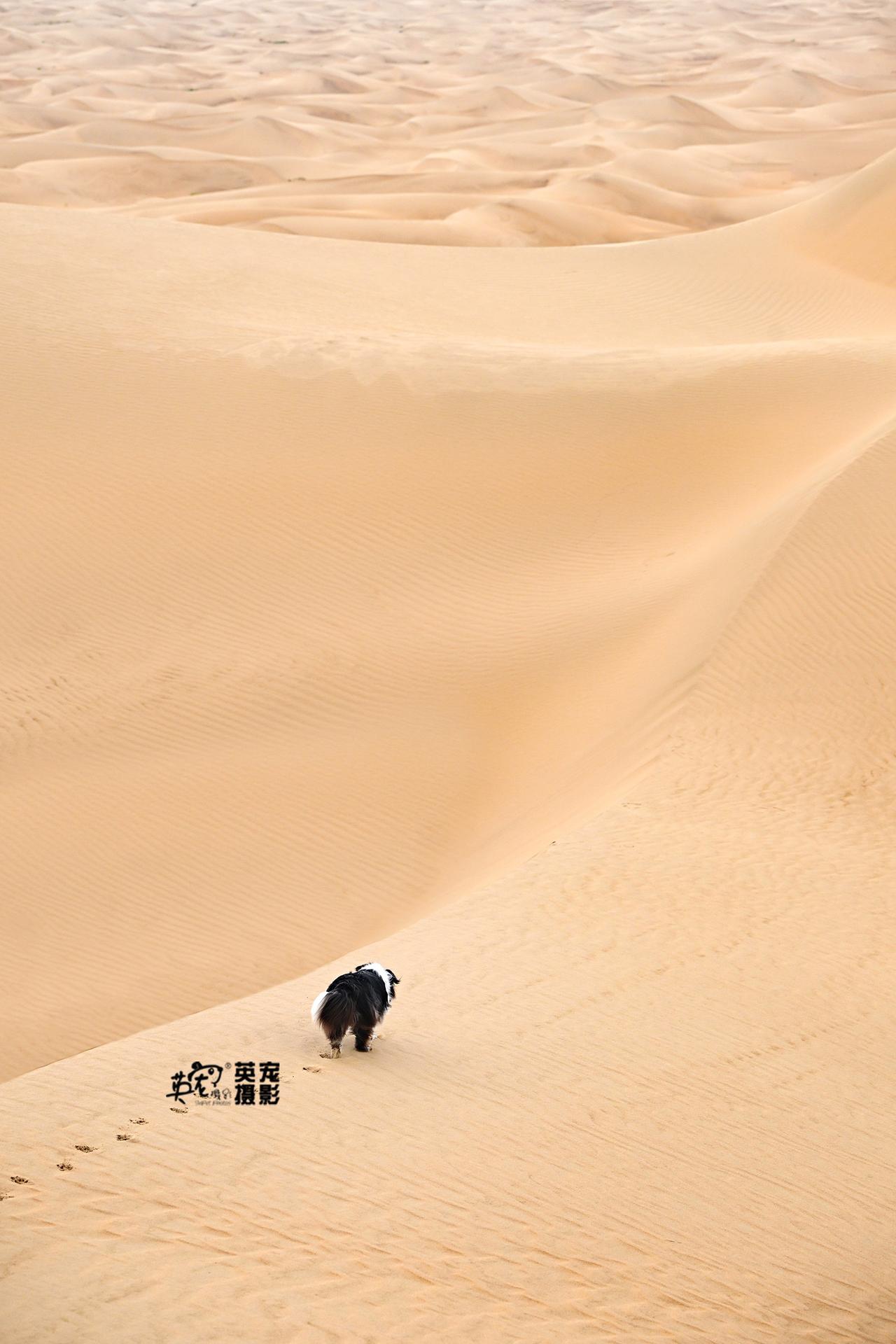 这2115.7万亩的大沙漠啊
终于没有人问我们：为什么不牵绳了！
