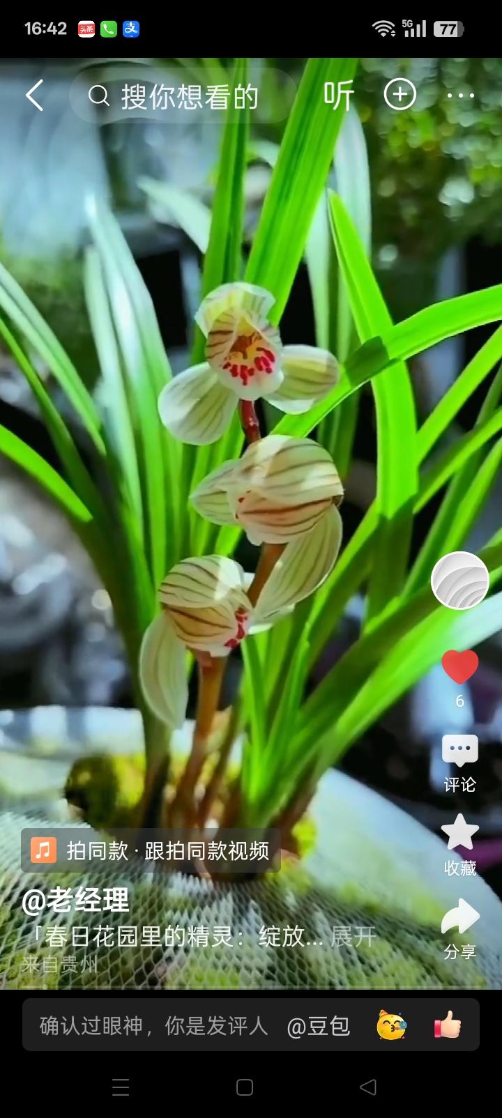 春日里花园里的精灵，它叫什么名字，大家知道吗？