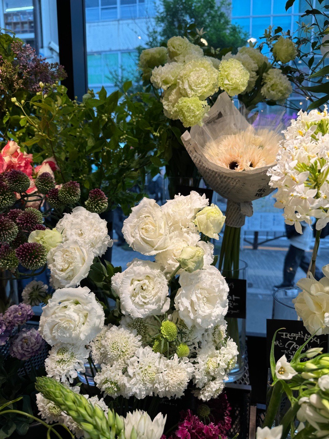 洋桔梗（Eustoma, lisianthus）日语ユーストマ（リシアンサス）龙