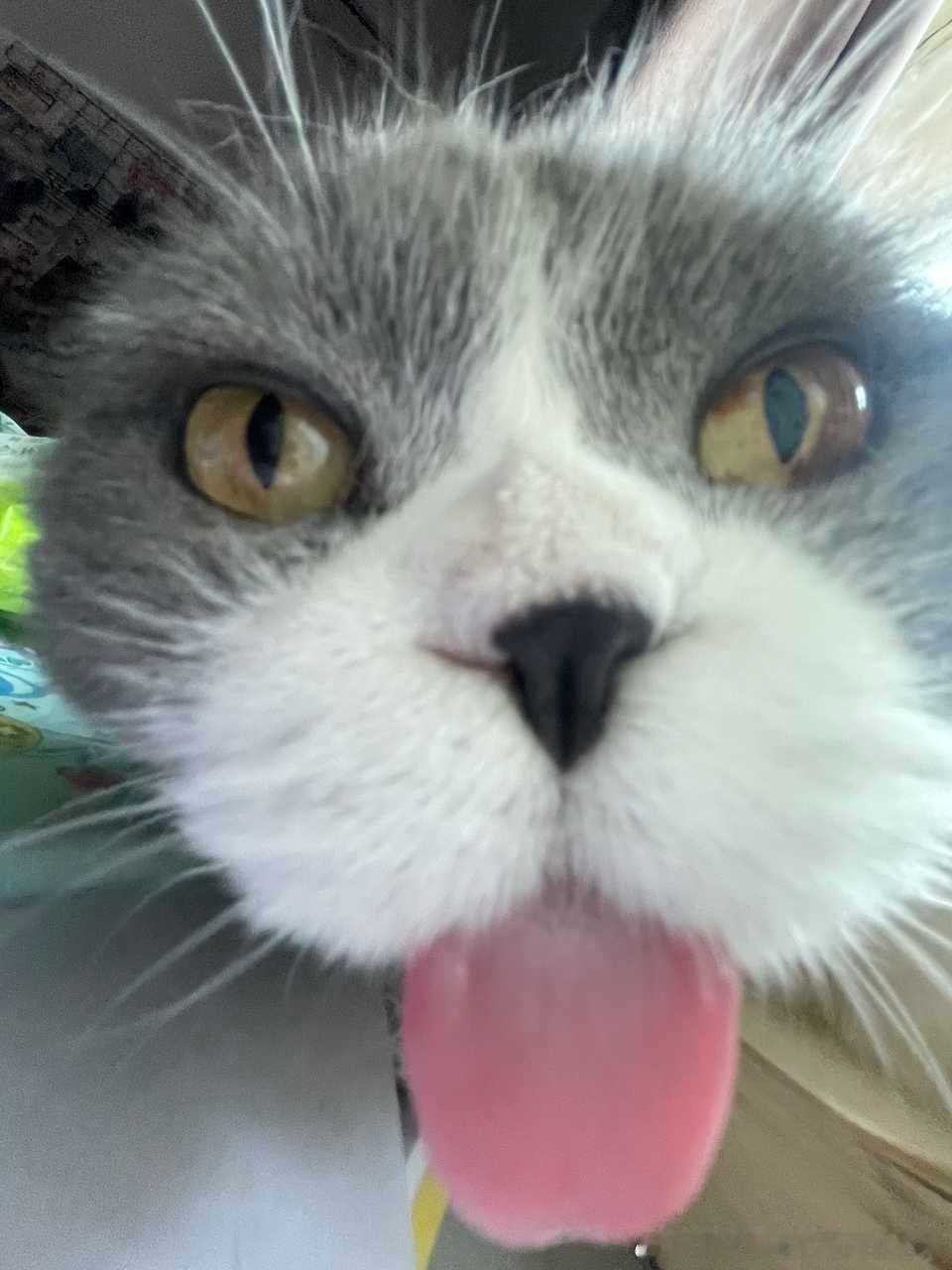 49709【丑猫】猪肝展示中 