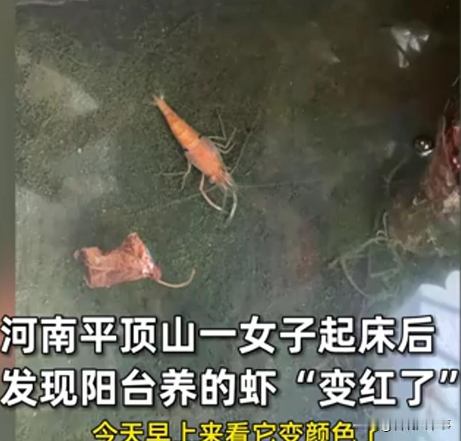 河南现在到底有多热？河南平顶山，女子早上起来到阳台看自己的水池，突然发现水池里养