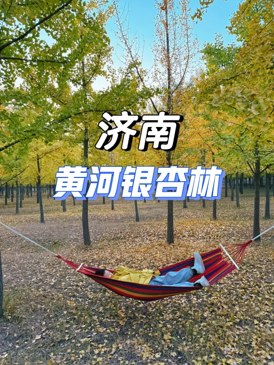 黄河银杏林10.25实拍🍁即将迎来最美的季节