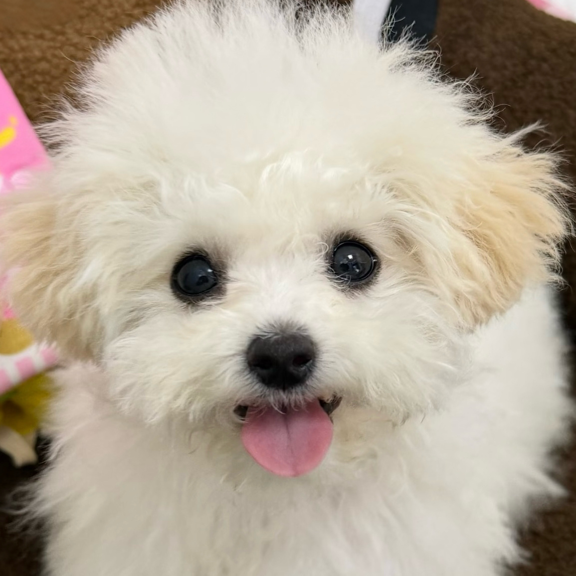 如此可爱的我们⁃̀ 𐃷 ⁃́ ​​​