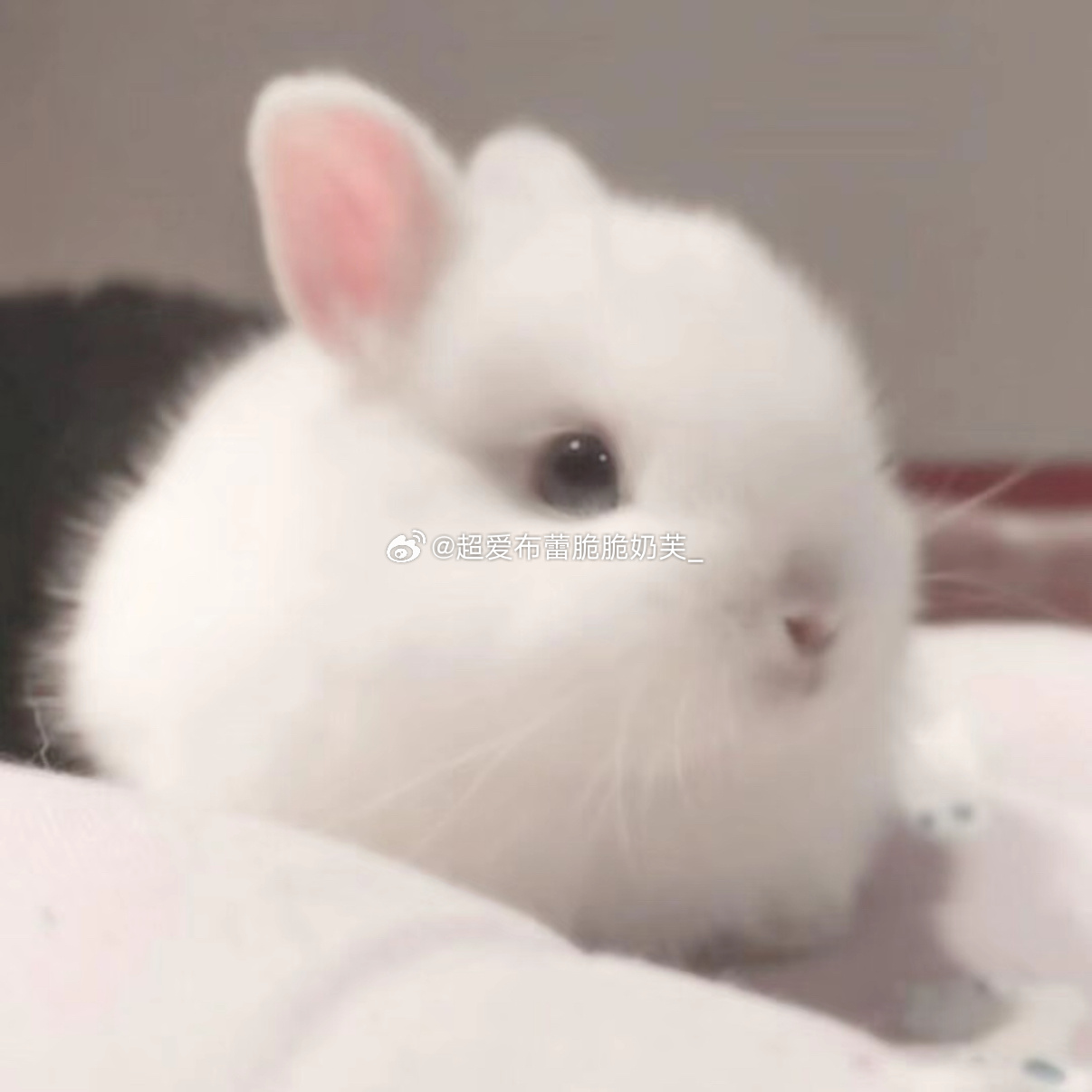 春天是个盛大的形容词🌸 ​​​
