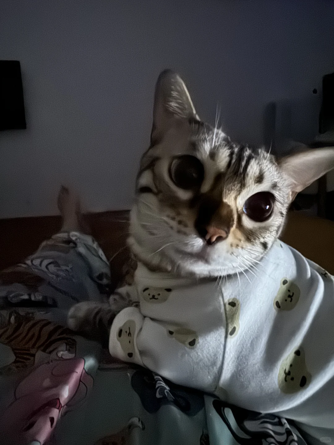 小猫来到晚安啦