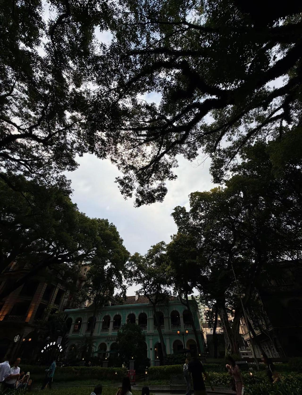天气好的话 我们去沙面岛散步吧沙面岛的树