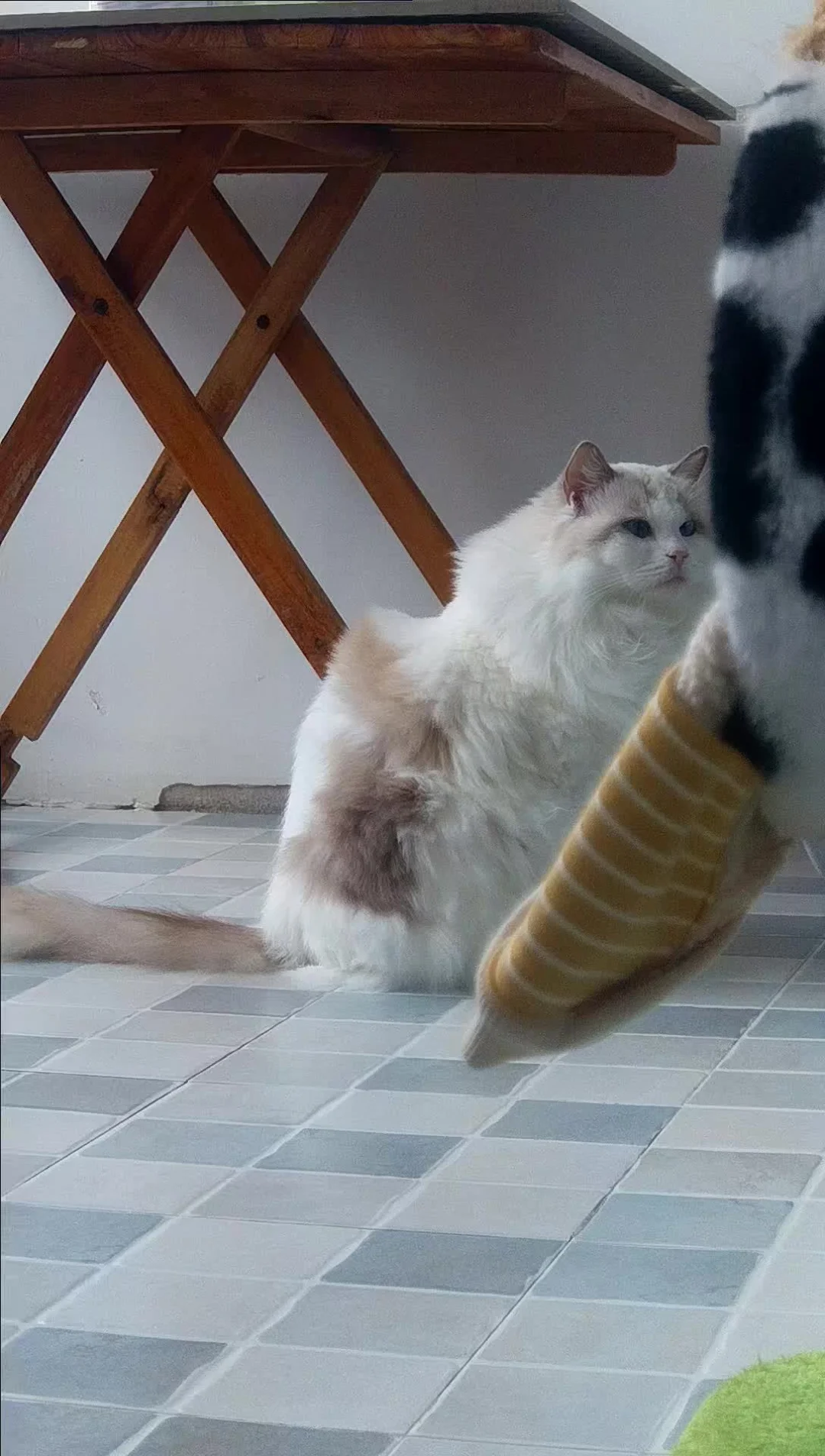 布偶猫 布偶狗 布偶猫其实是布偶狗 猫咪奔向你的喜悦 猫步走起来 小猫...