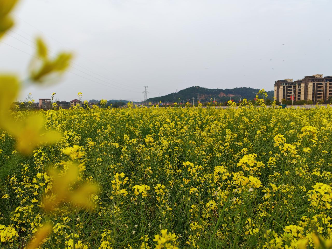 今日分享随手拍照片