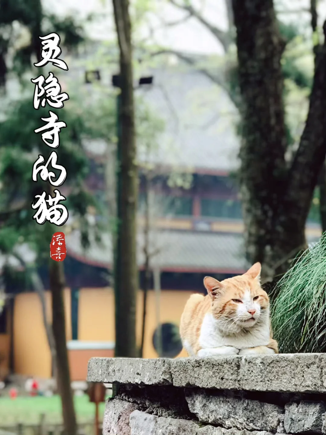 🧨新年祈福游，杭州灵隐寺看灵猫 	 💫灵隐寺飞来峰景区。永远是杭州...