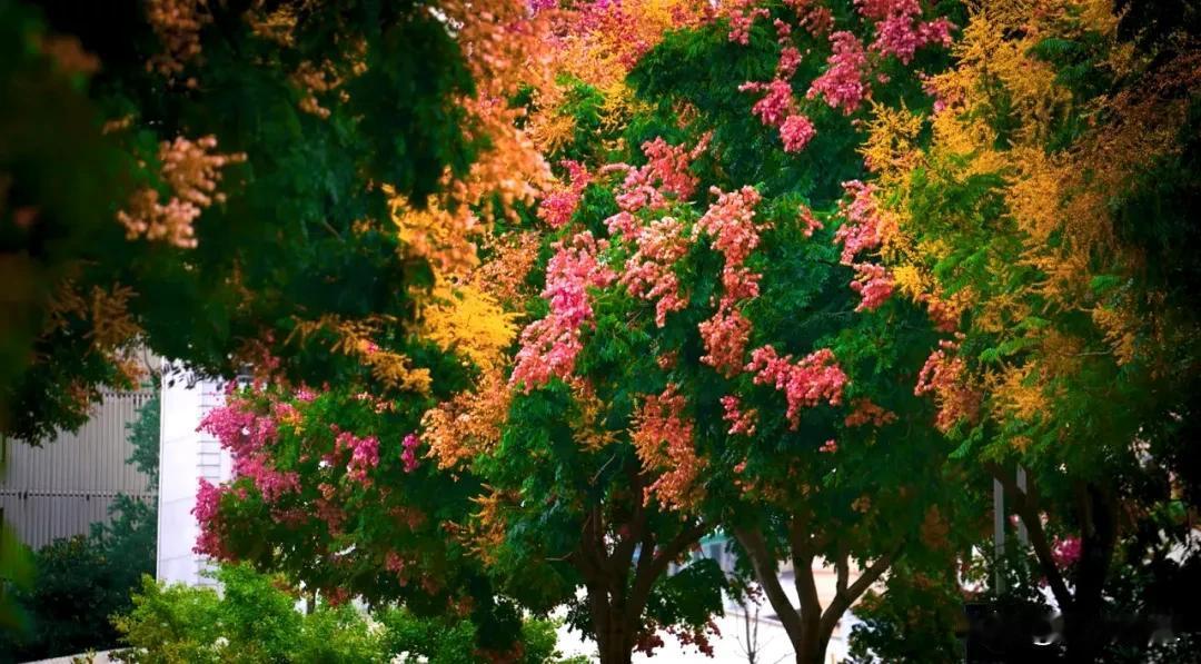 我们小地方的秋天[心]
#秋日生活打卡#