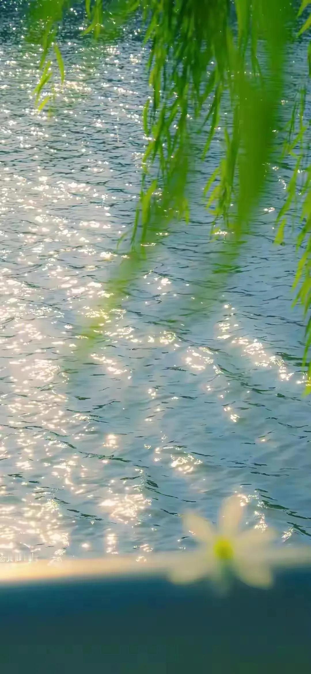 小重山.闲居
作者/莲花书院

堤柳垂丝莺乱啼，飞花如有意，惹人迷。
又随落絮过