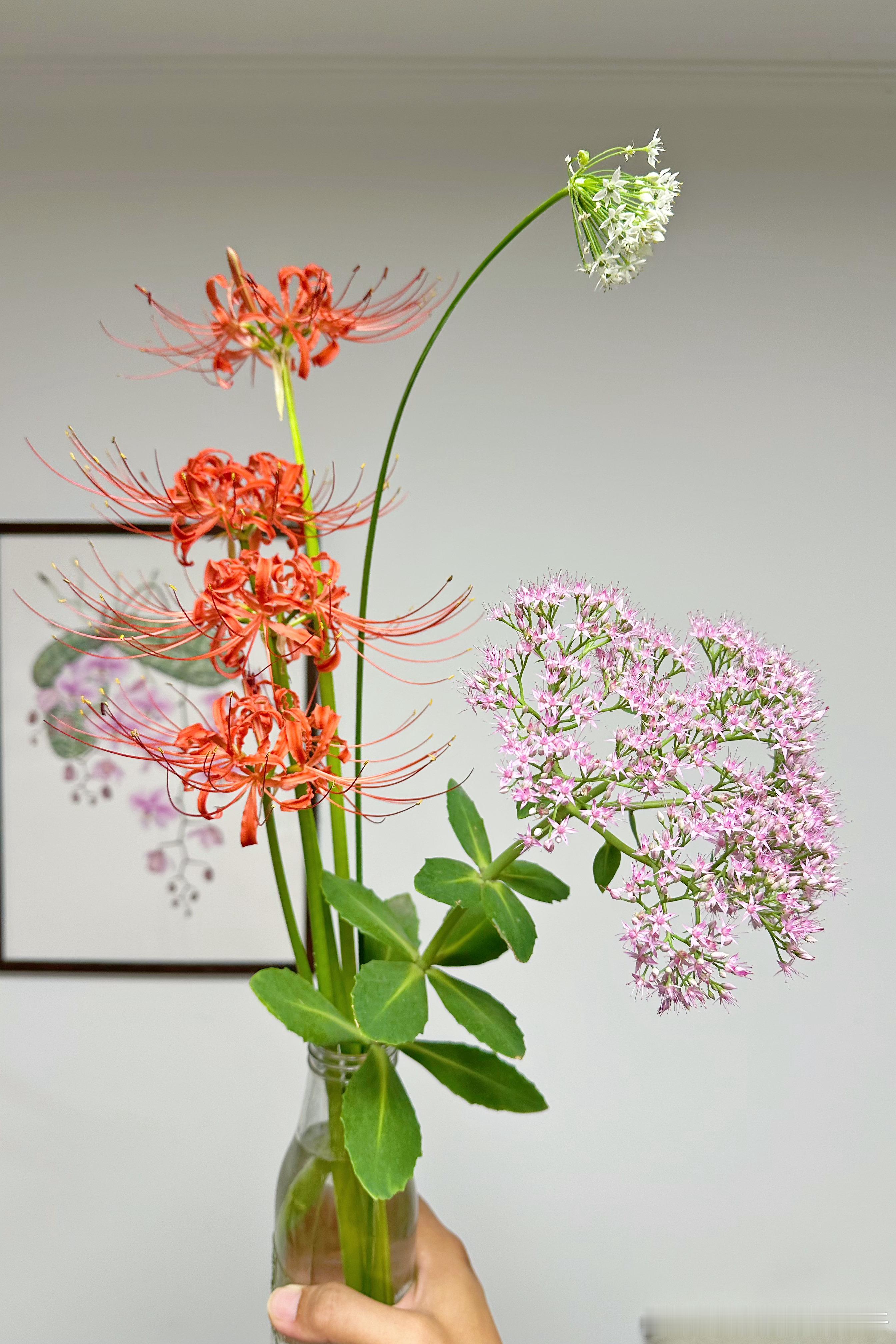 花园初秋切花，石蒜+韭菜+八宝 吴小咖与小茉莉的小花园 ​​​