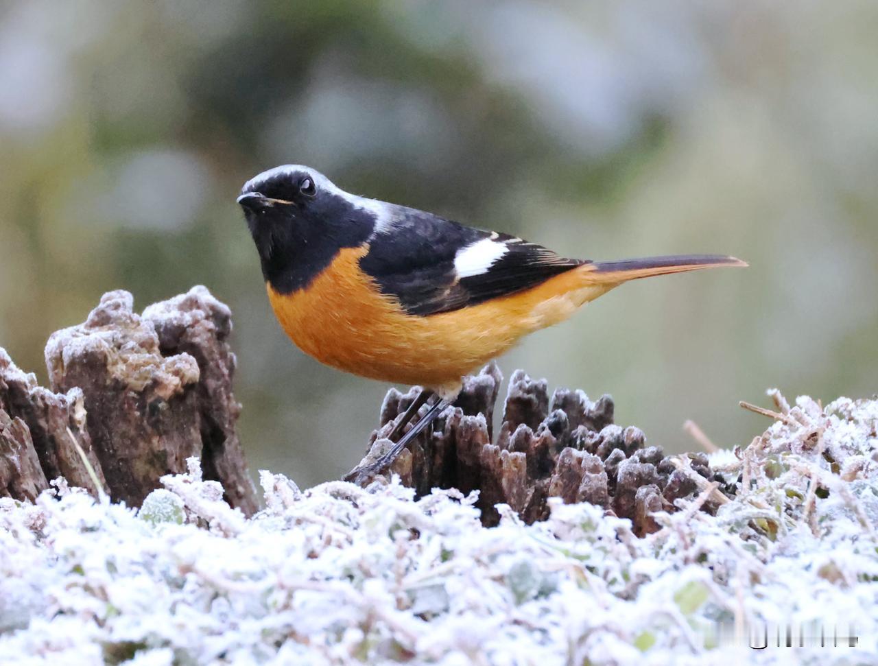 霜雪中的北红尾鸲！
上山时，气温只有3度，车子仪表盘上显示出雪花的图案。进入海拔