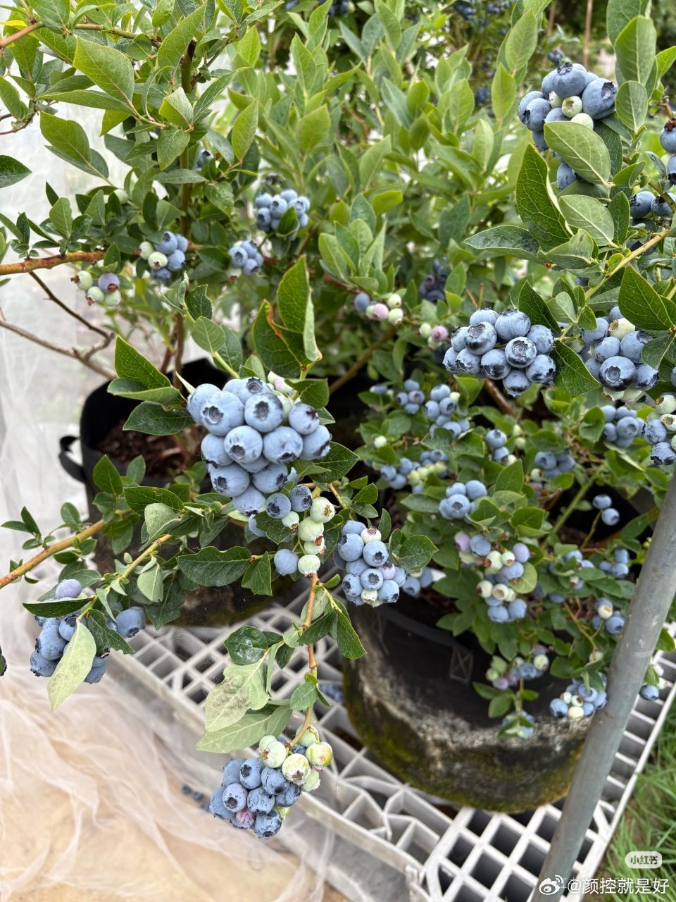 蓝莓价格大跳水了听说蓝莓很好种啊，我自己种一颗可以吗