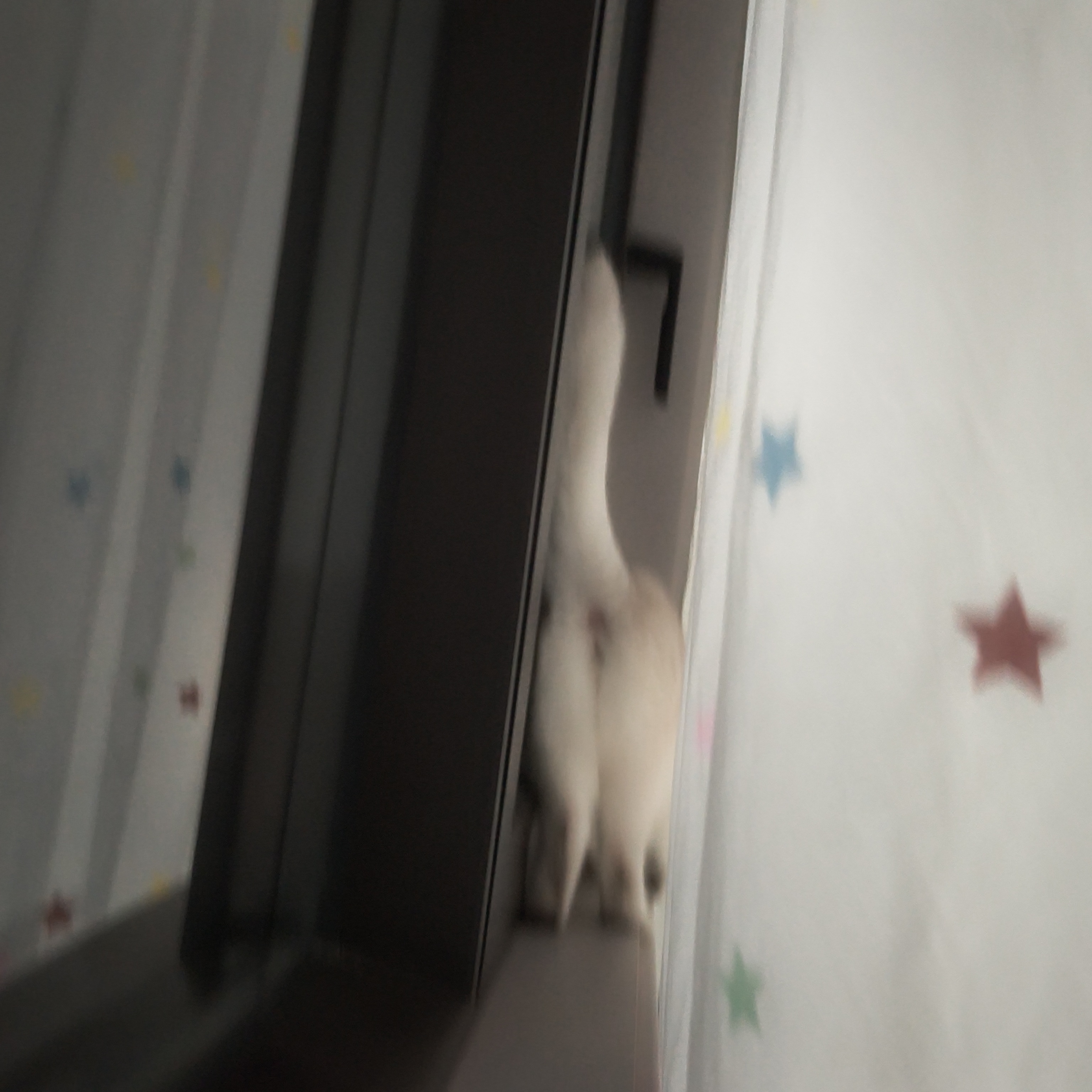 猫屁 