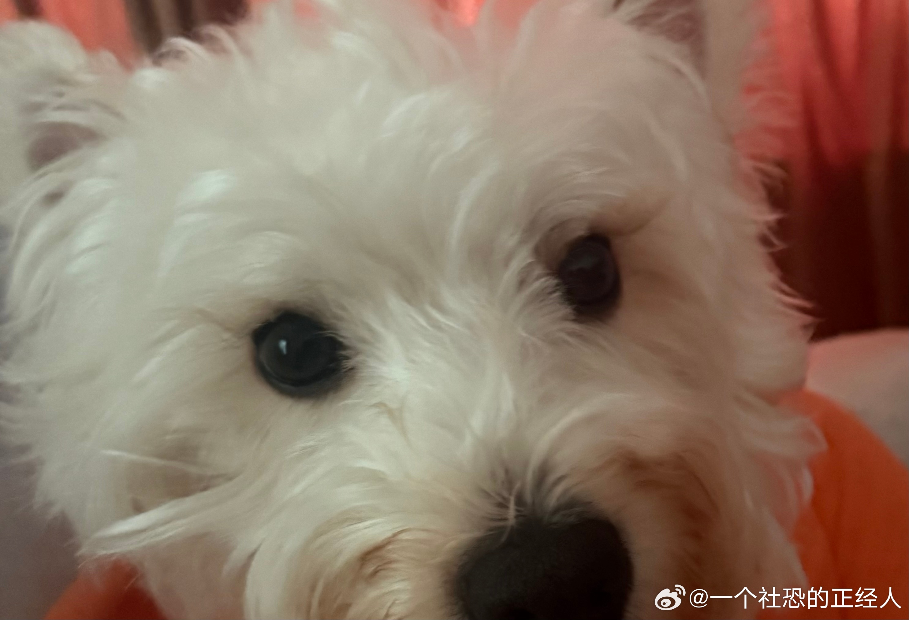 不呆[超话]我们小呆眼睛大大🐶 ​​​