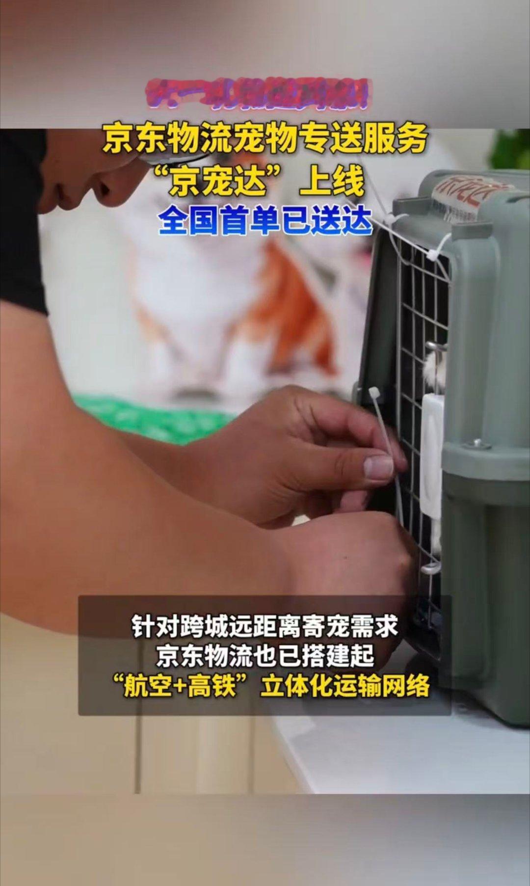 辽宁萌宠专送新标杆京宠达辽宁始发守护毛孩子安全辽宁养宠福音！京宠达沈阳、鞍山始发