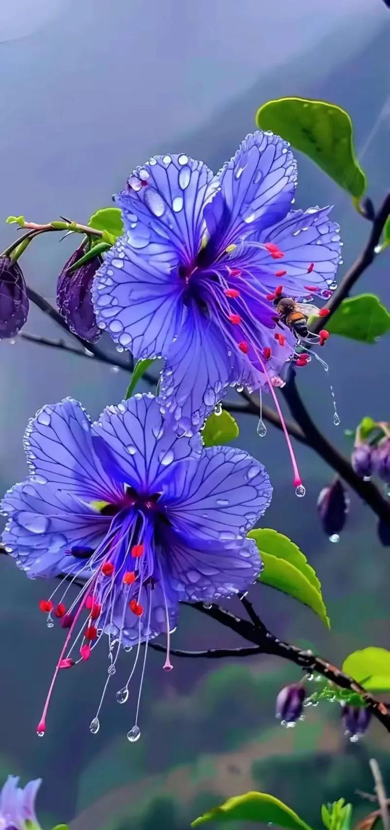 紫花含露湿，清香满枝芳。晶莹剔透的水珠，紫色花瓣，透露出淡淡花香！[笑哭][来看