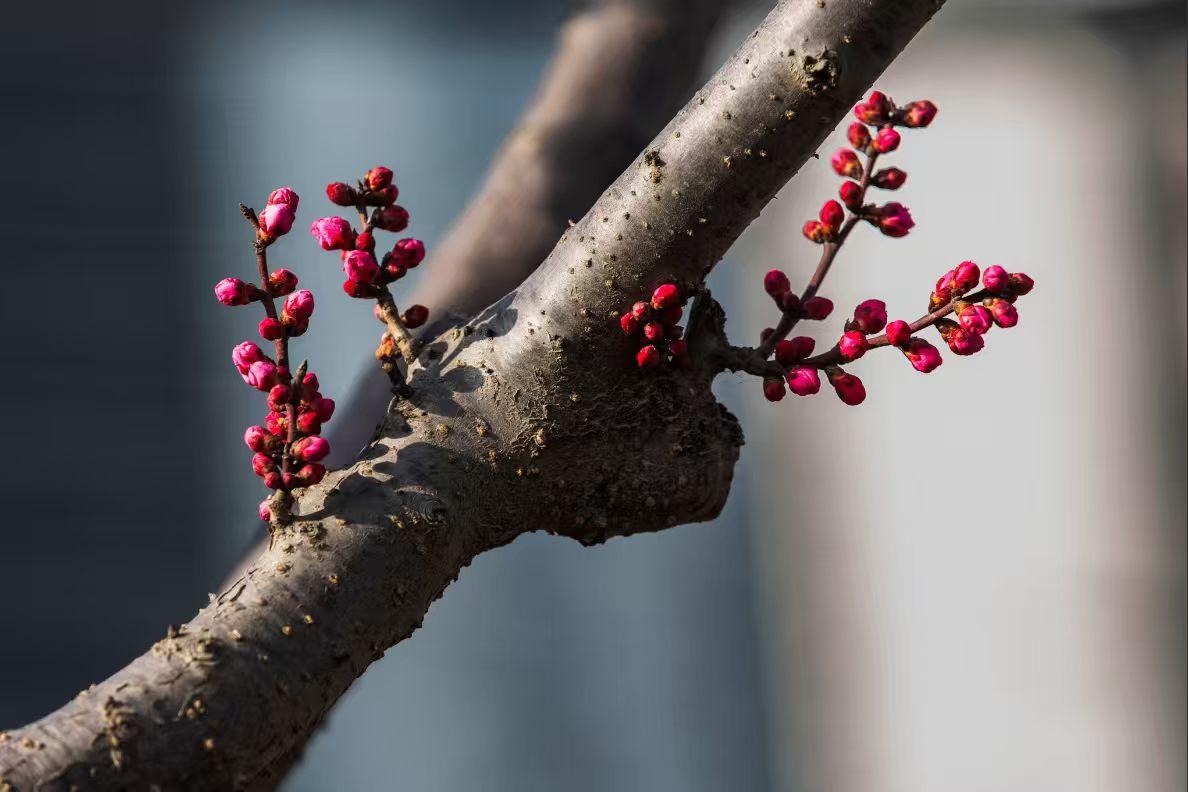 2. 枝头点点胭脂色，静待东风第一枝。历经冬的缄默，终迎春的期许，心有暖阳，何惧