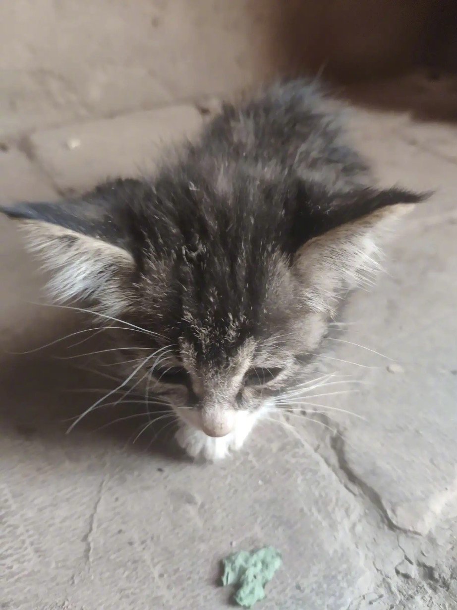 网友分享：十天前捡的小奶猫，成功存活了[笑][笑]。并且不拉肚子了，而且还长肉肉