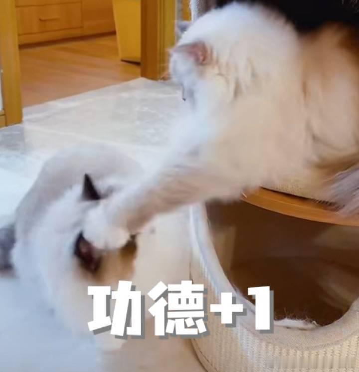 一月一次的yuta小黑洞团于今日：6月10日早上开启，小黑洞75/箱（四包），时