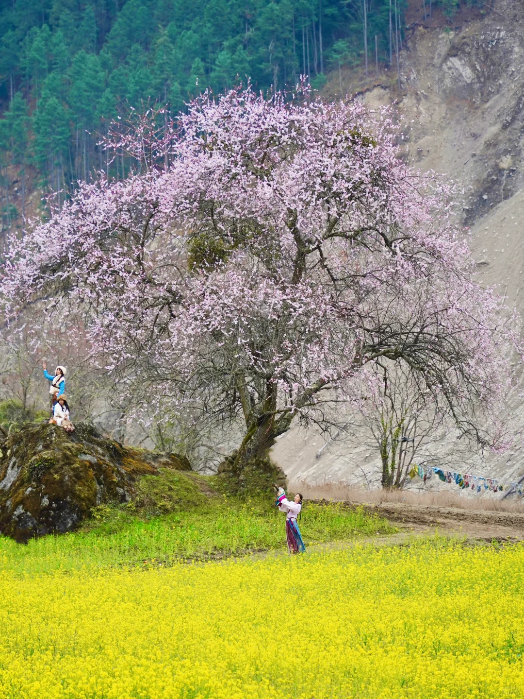 答应我‼️春天来西藏林芝看雪山🏔️桃花🌸