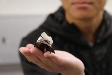 蟑螂急救员刷屏了——但我想先泼盆冷水：从实验室到废墟，中间还隔着好几条街。
先说