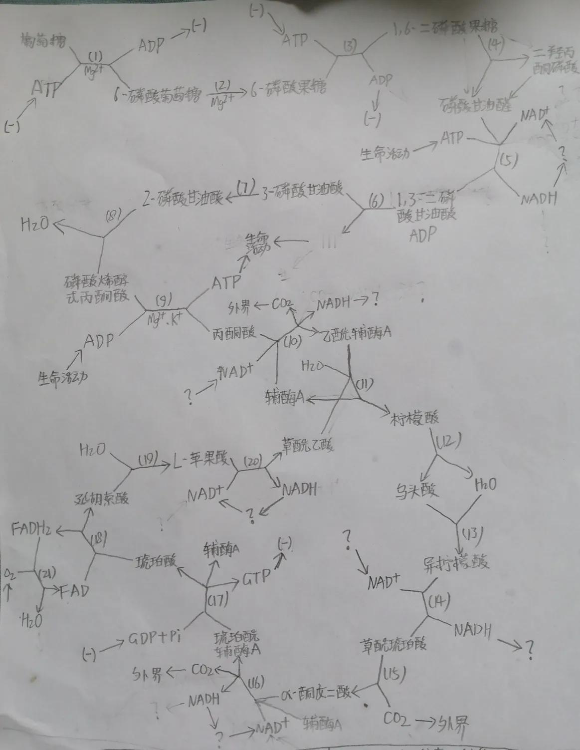 生物必修一课本上有一句话：有氧呼吸的全过程十分复杂。其实这能有多复杂，一张图片就